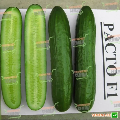 Пакет семян огурца Пакто F1
