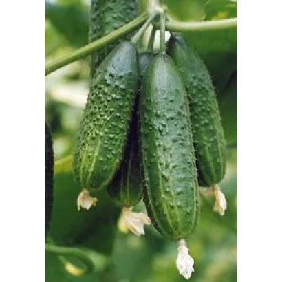 Свіжі огірки сорту Палех F1 на гілці