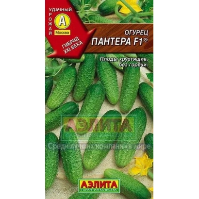 Cucumber Pantera F1 on background of green cucumbers