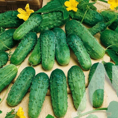 Паризский корнишон