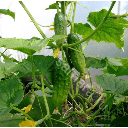Cucumbers growing on a vine in a greenhouse - PAVLIK