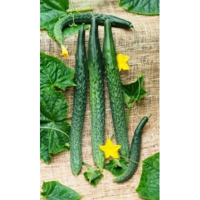 Свіжі огірки сорту Пекинський Гурман на фоні листя та квітів - ПЕКІНСЬКИЙ ГУРМАН