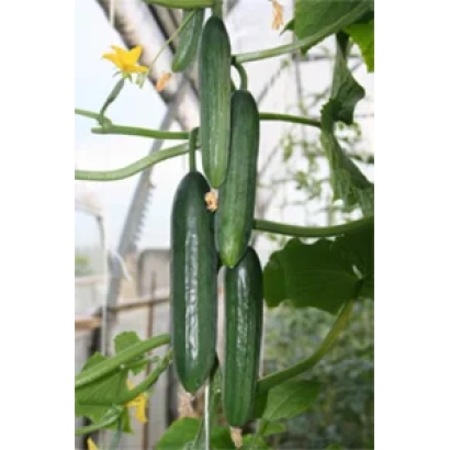 Fresh Picas F1 cucumbers on the vine