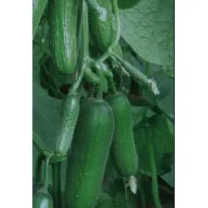 Свежие огурцы сорта Пиколино F1 на растении