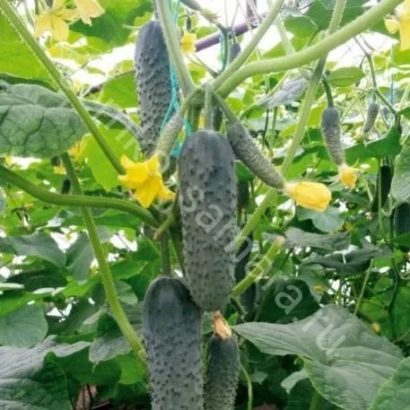 Огірки на рослині з жовтими квітами - ПЛАТОВ