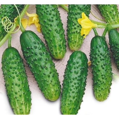 Свежие огурцы сорта Погребок на ветвях с цветами