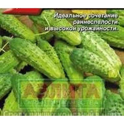 Насіння огірка АЗИЛТА на фоні зелених плодів - ПОКЛОННИК