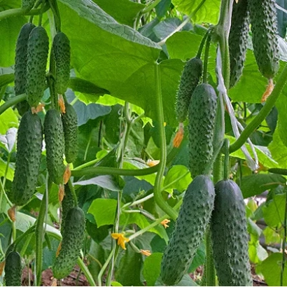 Cucumbers growing on vines in a field - Prime