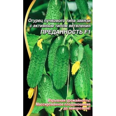 Пакет семян огурца ПРЕДАННОСТЬ F1 с изображением зеленых плодов