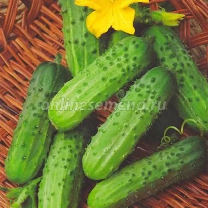 Свежие огурцы с цветком на фоне - Престольный