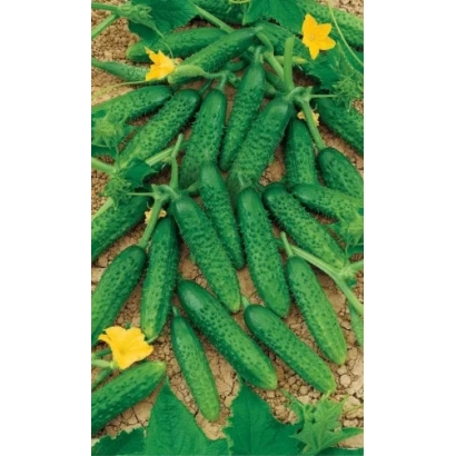 Свежие огурцы на грядке с желтыми цветами - Президент