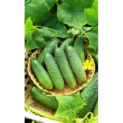 Корзина с огурцами сорта ПРИМАДОННА ДАЧНИКА на фоне листьев