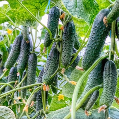 Огурцы на кусте в поле - Примеро