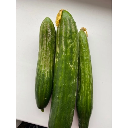 Три огурца сорта ПРОРЫВ на белом фоне