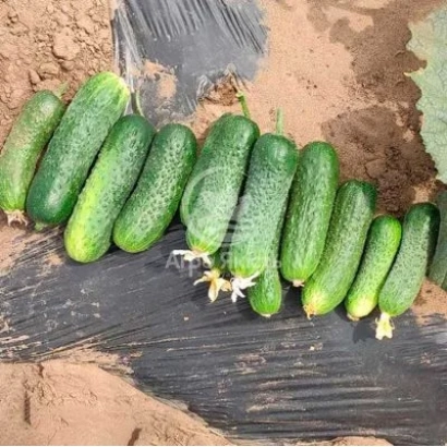 Свежие огурцы на черной пленке в поле - Проскор