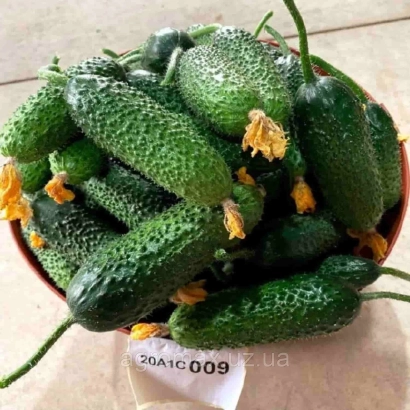 Корзина з огірками сорту Прут