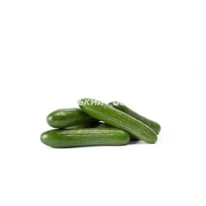 Three cucumbers on a white background - PRUVA