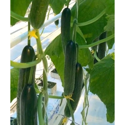 Огурцы сорта Квинтус на растении в теплице