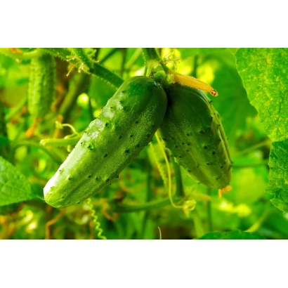 Свежие огурцы на ветке - РАСПУТИН