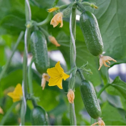 Fresh cucumbers on vines with yellow flowers - REMB0