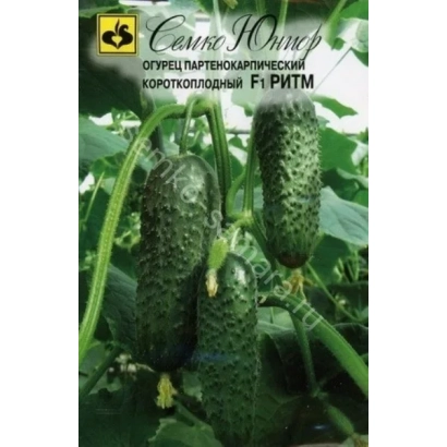 Семена огурца сорта Ритм на фоне листьев и плодов