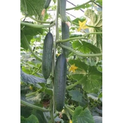 Rodeo F1 cucumbers growing on vine in greenhouse