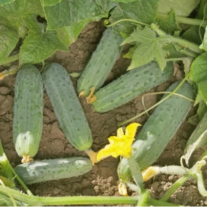 Огірки Rocky ростуть на гряді серед листя та жовтої квітки. - Рокки