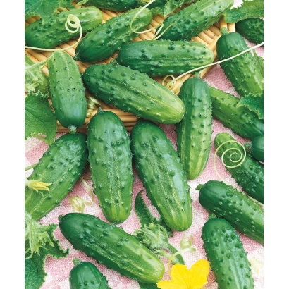 Свежие огурцы сорта Романс на фоне