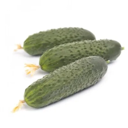 Три огурца сорта Ромара на белом фоне