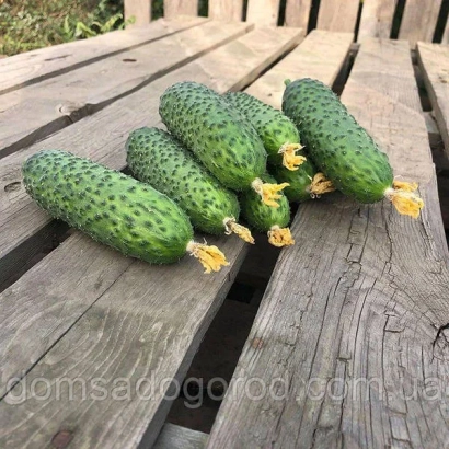 Свежие огурцы Ронел на деревянной поверхности