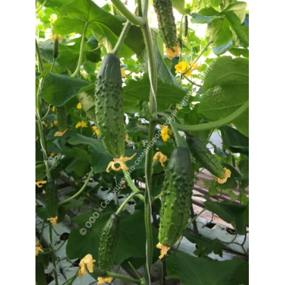 Cucumbers on vine, variety Russian Winter
