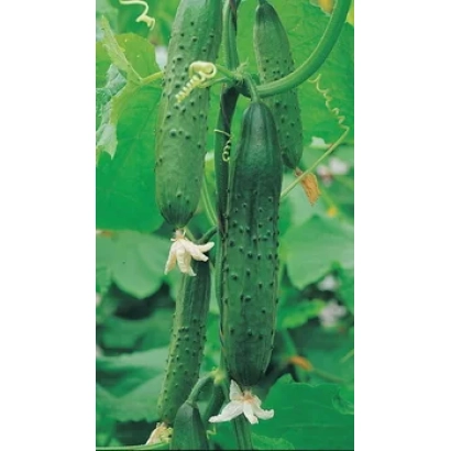 Огурцы Сахалин F1 на растении