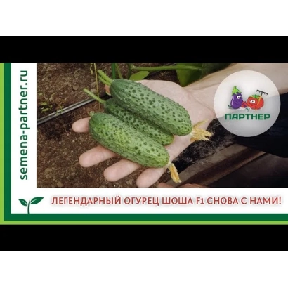 Огірок Шоша F1 в руці на тлі грядки - ШАХЕК