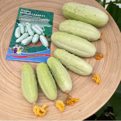 Семена огурца САХЕР на деревянной тарелке рядом с плодами