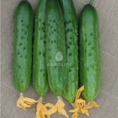 Три огірки сорту Сайгон з квітками на фоні