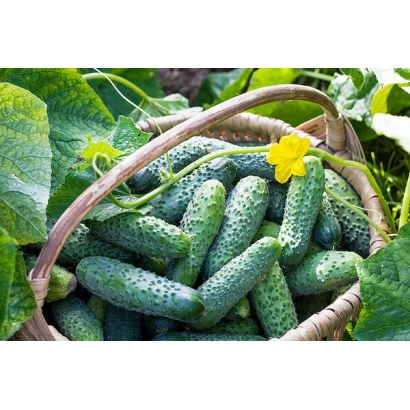 Basket of cucumbers variety SARUH with leaves and flower in background