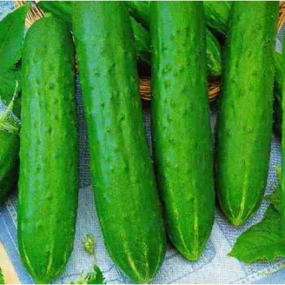 Свежие огурцы сорта Семёрка на фоне листьев - СЕМЕРКА