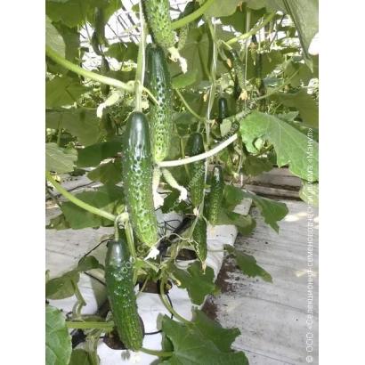 Cucumbers growing on vines in a greenhouse - MID-SUMMER