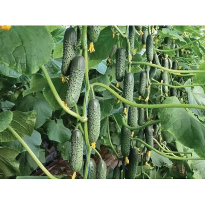 Огурцы Северянин на гряде