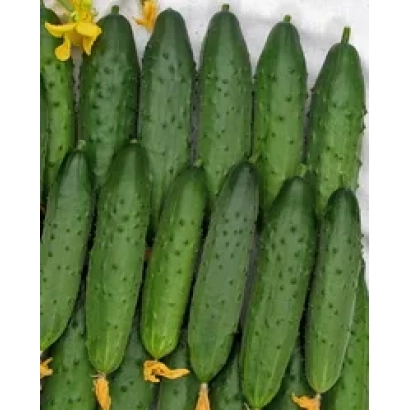 Свежие огурцы сорта Северное сияние F1 на фоне цветов