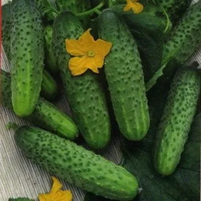 Свежие огурцы СИБИРЯЧОК с цветками на ветвях