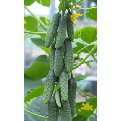 Сибирский пучок — огурцы на кусте