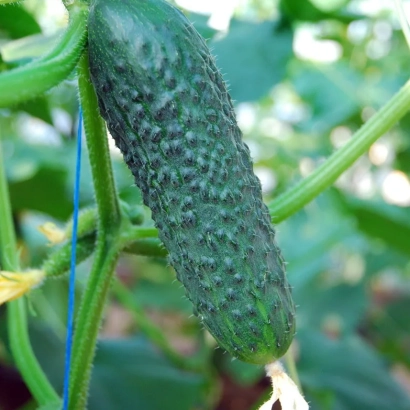 Огурец сорта Сигурд F1 на растении