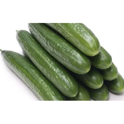 Fresh cucumbers of the Sequence variety