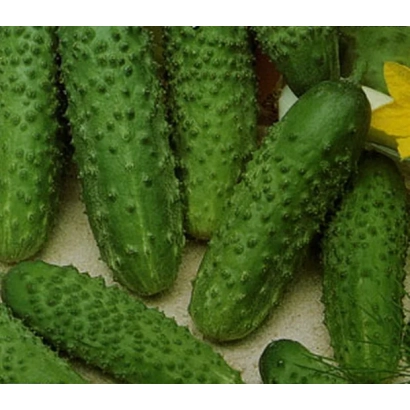 Свежие огурцы СКОМОРОХ на фоне с желтым цветком