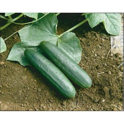 Two cucumbers of the Slice King variety on soil with leaves