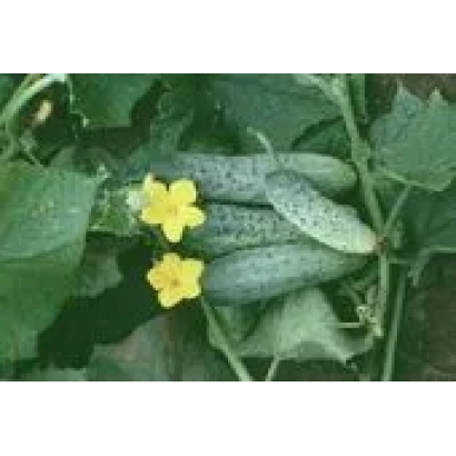 Fresh SMAK F1 cucumbers on the plant with yellow flowers
