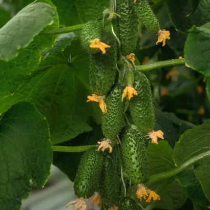 Огурцы на растении с желтыми цветами - Смарт