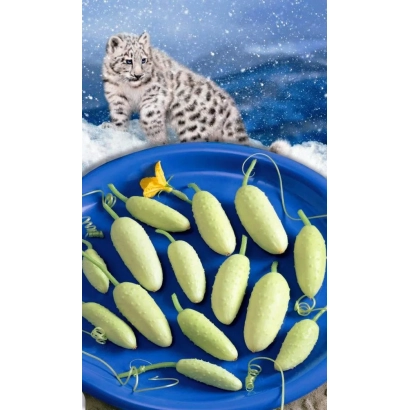 Снежный барс на фоне снега и огурцы на синем блюде