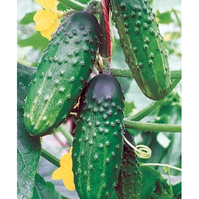 Свежие огурцы на кусте с желтыми цветами - СОКОЛ